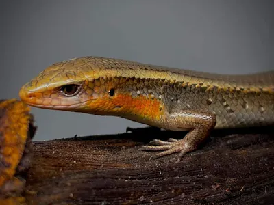 Exotic Leszno - Sklep terrarystyczny i hodowla zwierząt egzotycznych